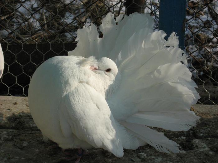 Picture 200 - Voltati 2009 vanduti