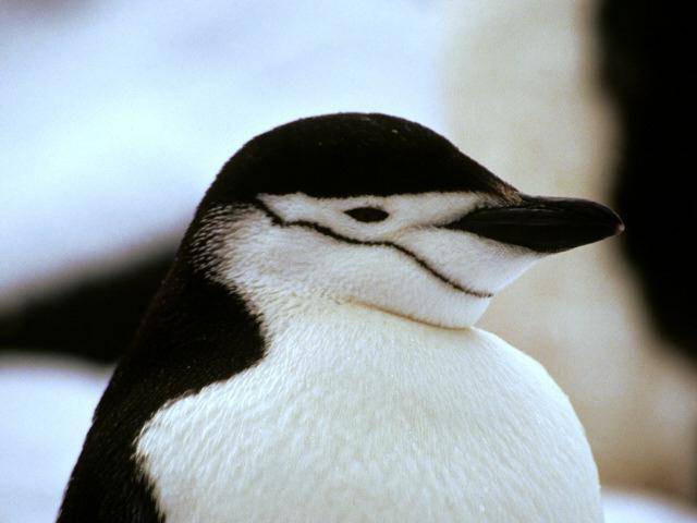 frumos - Pinguini