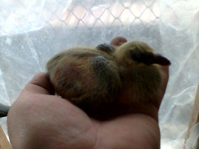 acelasi pui a 7 a zi