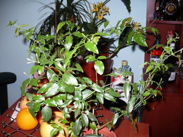 Jasminum polyanthum - Alte plante