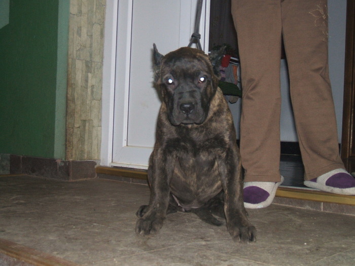 londa - dogo canario