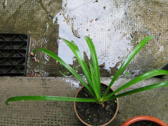 crin african albastru