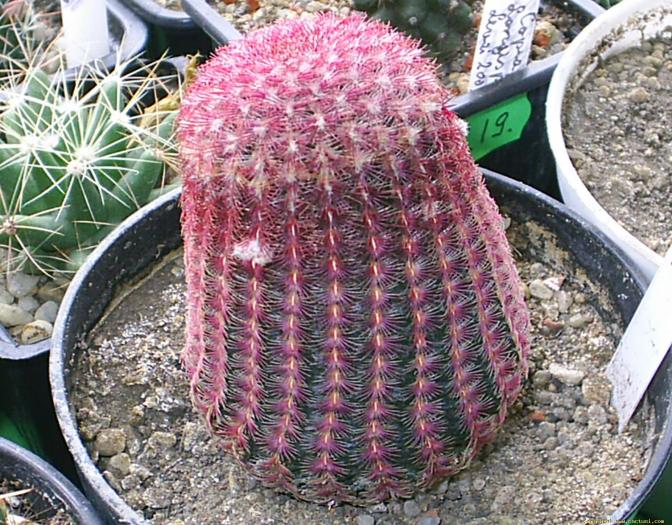echinocereus_rigidisimus_v.rubrispinus