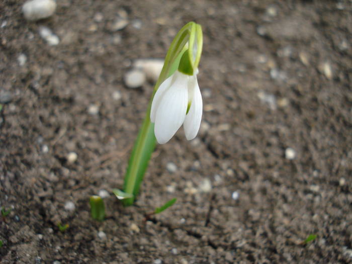 Snowdrop (2009, March 21)