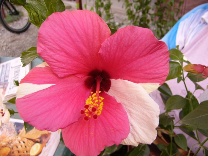 hibiscus