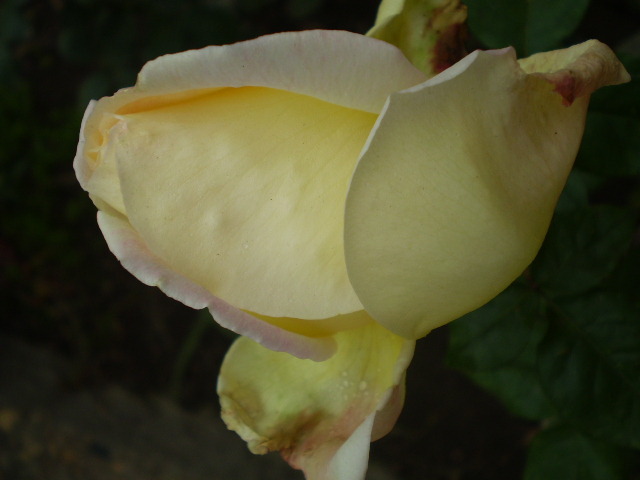 PC012899 - trandafiri