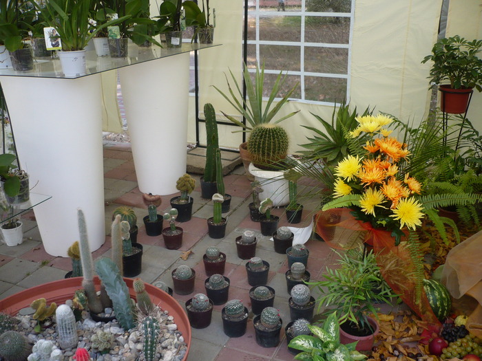 29-09-2009 062 - Expo-Flora 2009 Baia Mare