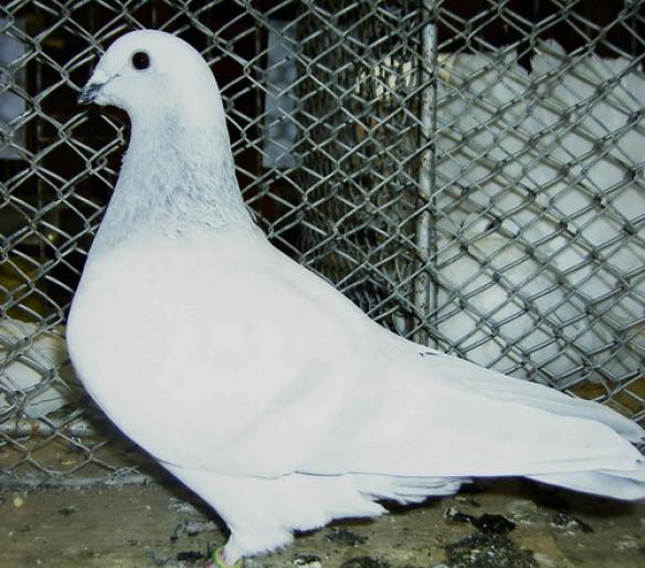 standard homer 2 - 1501 Expo Timisoara 2006