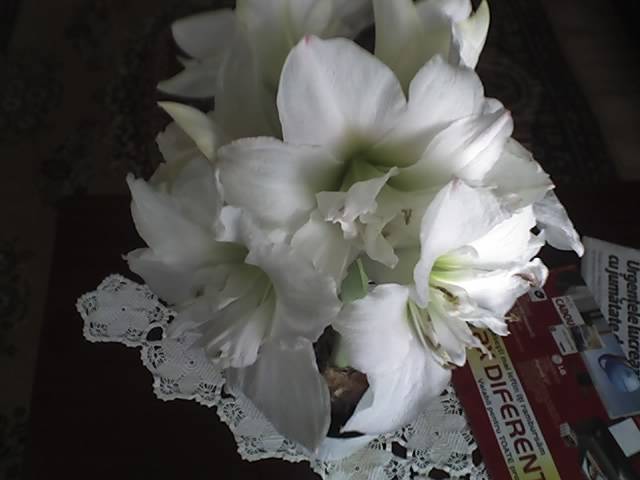 18-03-09_1256; Hipeastrum White Nimph
