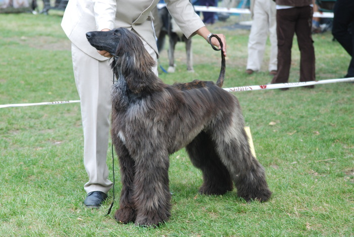 DSC_0195 - Concurs international de frumustete canina 2009 TgMures