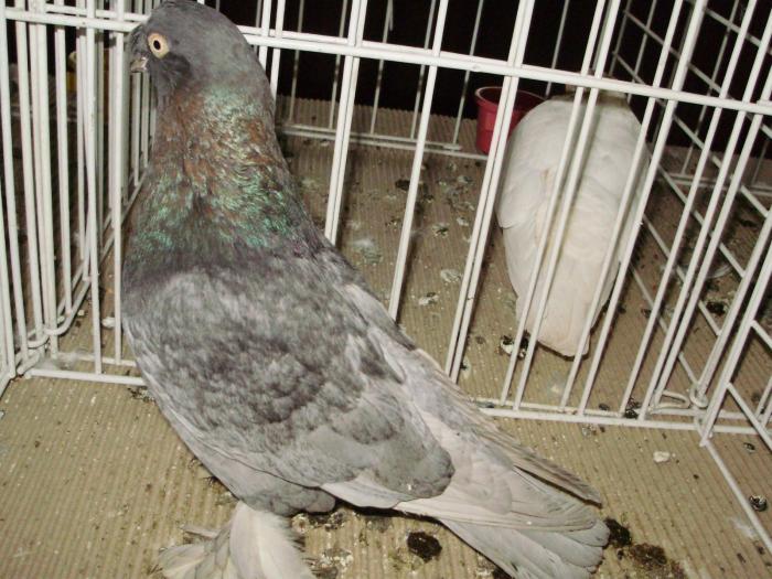 botos 5 - 1506 1 porumbei rj