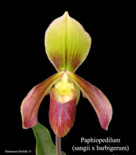 Paph%20(sangii%20x%20barbigerum)1