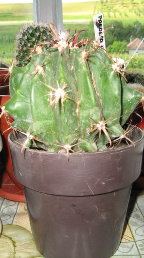 Picture 142 - cactusii mei