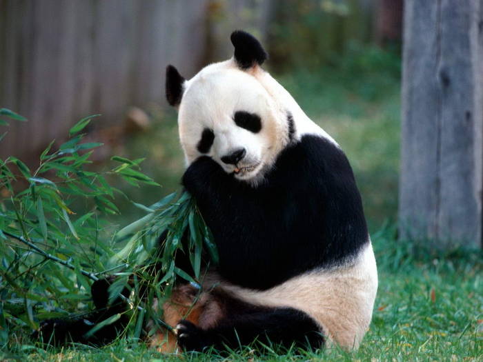 Imagini Animale Ursi Panda_ Imagini cu Animale Mari_ Poze Ursi Panda