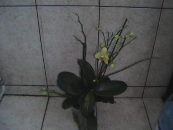 3.01 - orhidee 2009