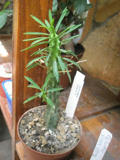 Euphorbia loricata - Suculente 2008