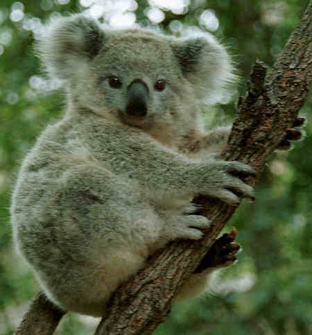 Koala (1) - Club Animale