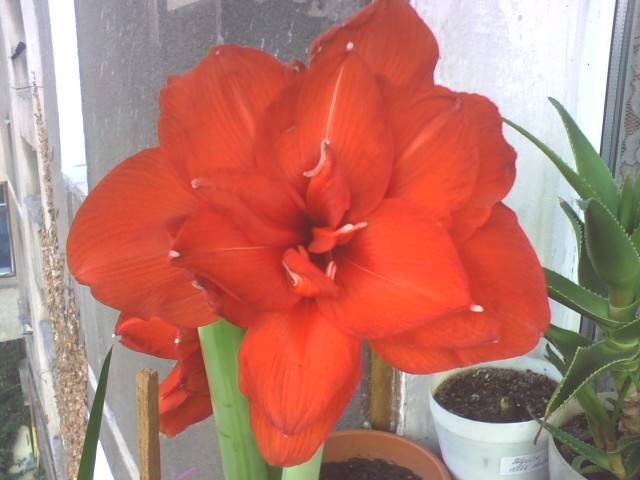 IMG_0151; Hipeastrum Red Nimph
