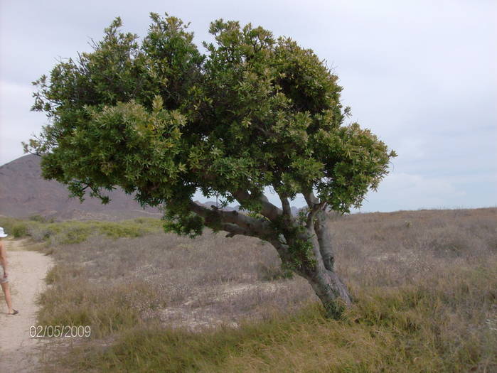 HPIM1606mic - Flori si plante la Pacific