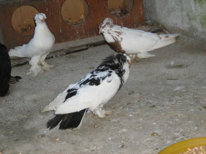 porumbei 141