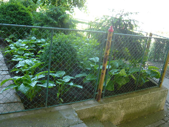 gradina  cu umbra din spatele blocului - PRIMAVARA 2009