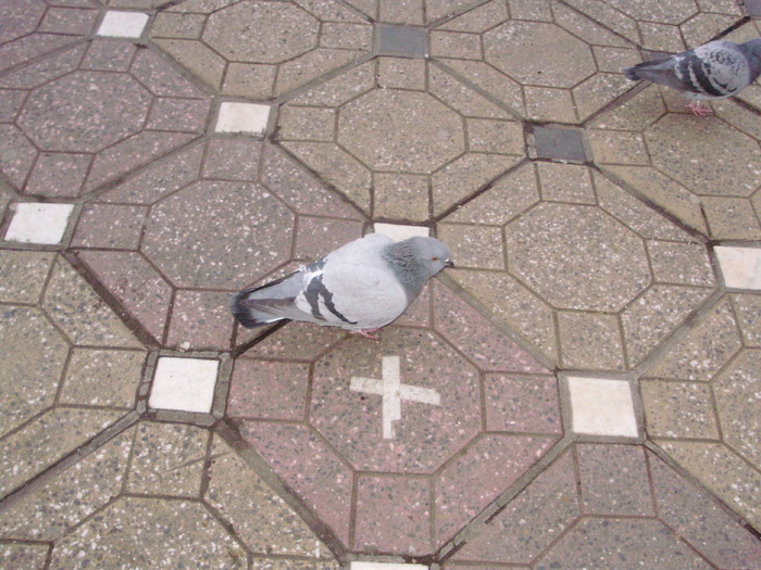 P9040099 - 18g Timisoara