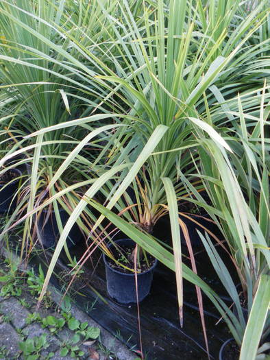 palmier; in jur de 300 lei(1 m)
