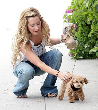 ashley-tisdale-and-maltipoo-puppy-nc - ashley tisdale