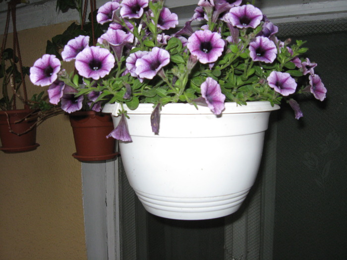 petunia - florile mele