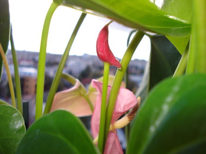 ANTHURIUM ROSU