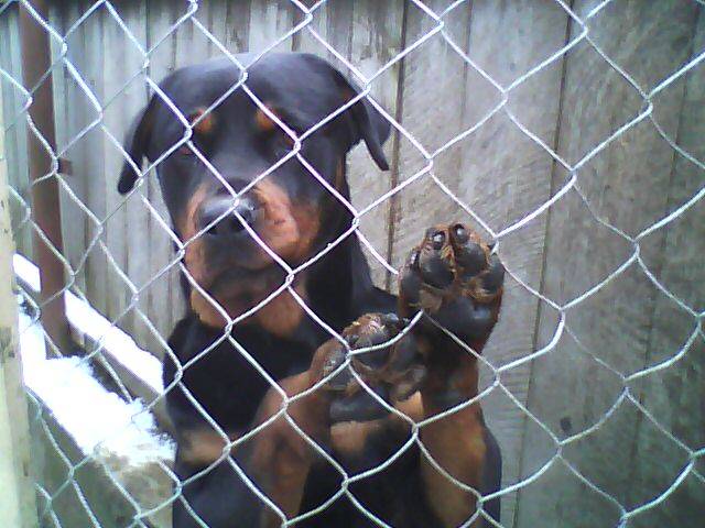 rottweiler; O cheama Alma si este o catea foarte desteapta.
