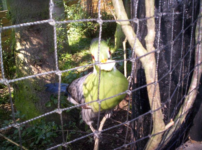 190 centru papag. 6 oct 2007 (12)