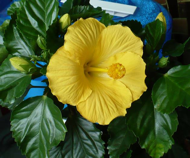 P1120418 - HIBISCUSI