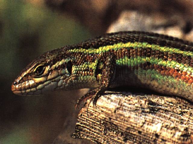 IberianWallLizard - animale