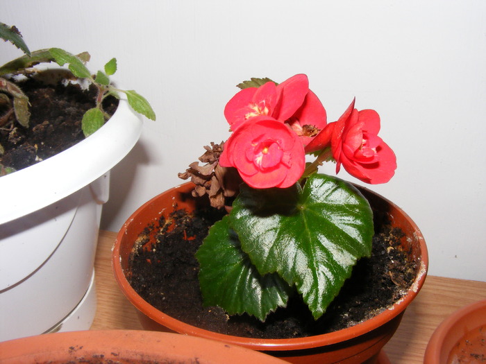 BEGONIE ROSIE - FLORI 2009