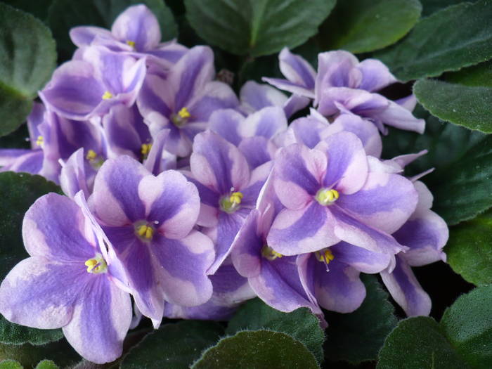 P1140786 - Saintpaulia - violete de camera