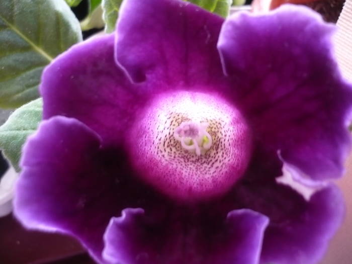 27.07.2009 099 - Flori