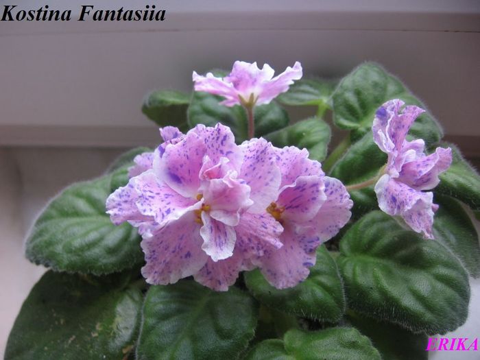 Kostina Fantasiia 2009 dec 5