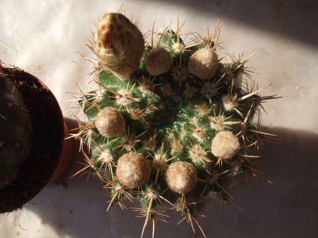 Notocactus submammulosus boboci - cactusii mei