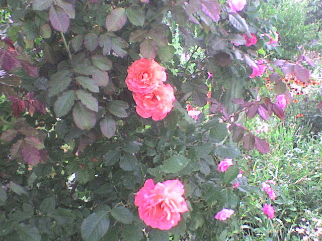 DSC00627 - trandafiri