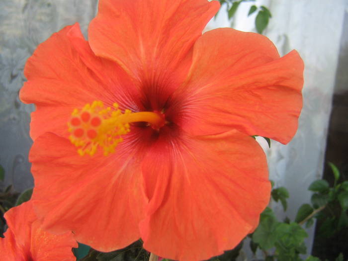 IMG_2205; hibi portocaliu
