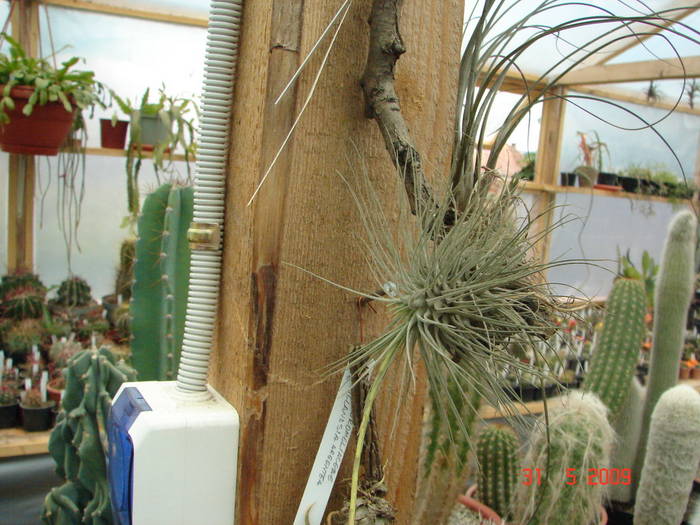 DSC05939 - Tillandsia