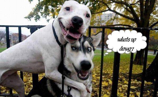funny-dogs - funny animals