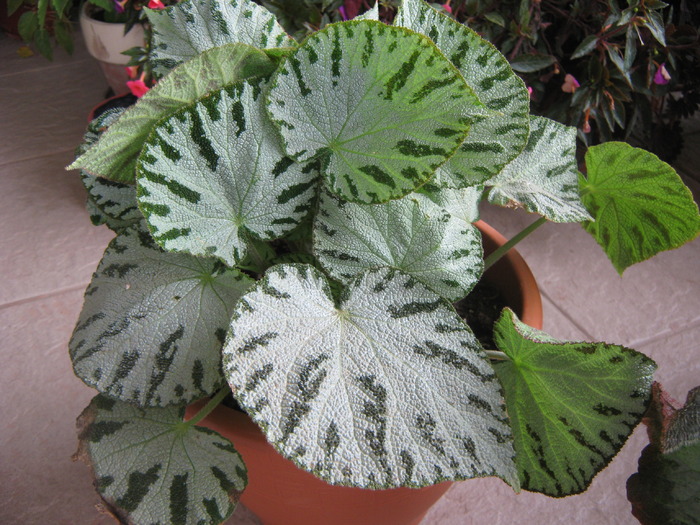 Begonia Silver Jewel