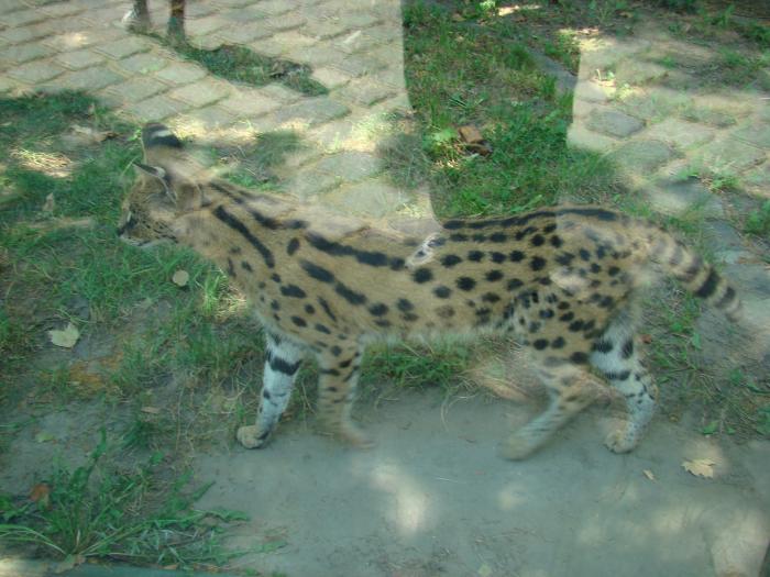 DSC05079 - Budapesta august 2008 Gradina Zoo