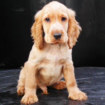 golden_cocker_spaniel