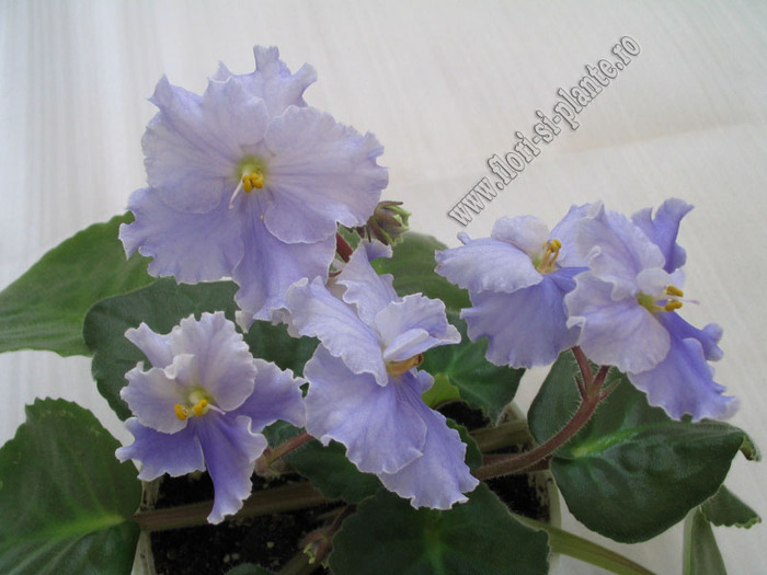Saintpaulia Anastasia 9 - VIOLETE AFRICANE  - Saintpaulia