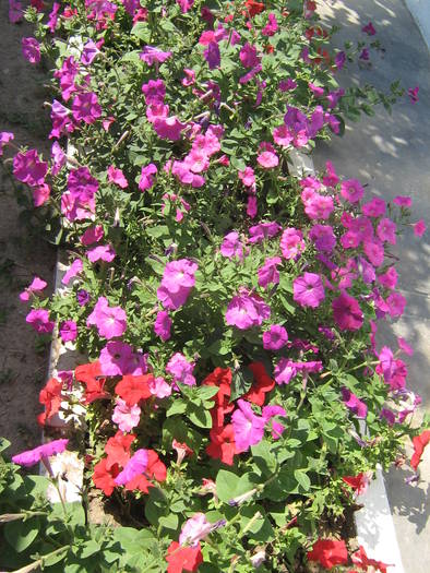 6 iulie 026 - flori de gradina 2009