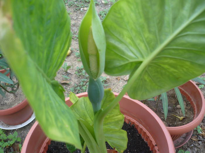 27.07.2009 048 - Flori