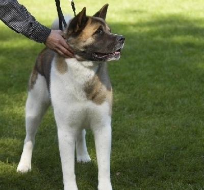 ac2d36ad27bc869270635cf8aed7c04c - CATELUSI